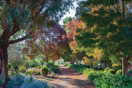 From the ashes: inside the Adelaide Hills’ Highcroft Garden