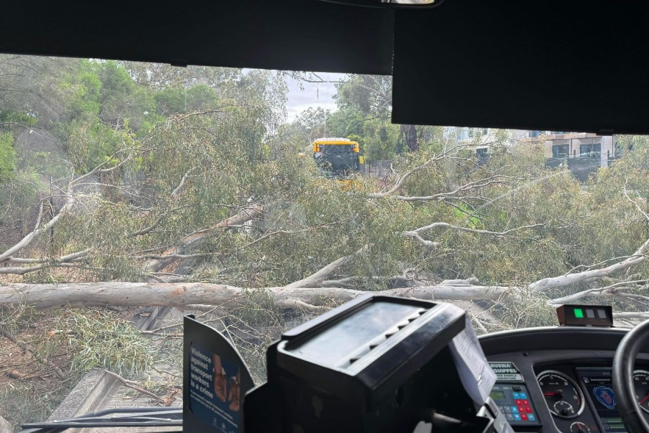 A fallen tree has halted buses on the O-Bahn this morning in both directions. Photo: InDaily.