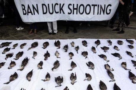 Opponents shoot down duck hunting report as ‘failure’