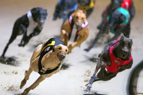 Premier puts greyhound industry on tight leash