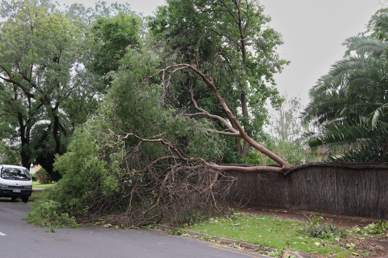 A fallen tree at Tusmore yesterday. Photo: Tony Lewis/InDaily