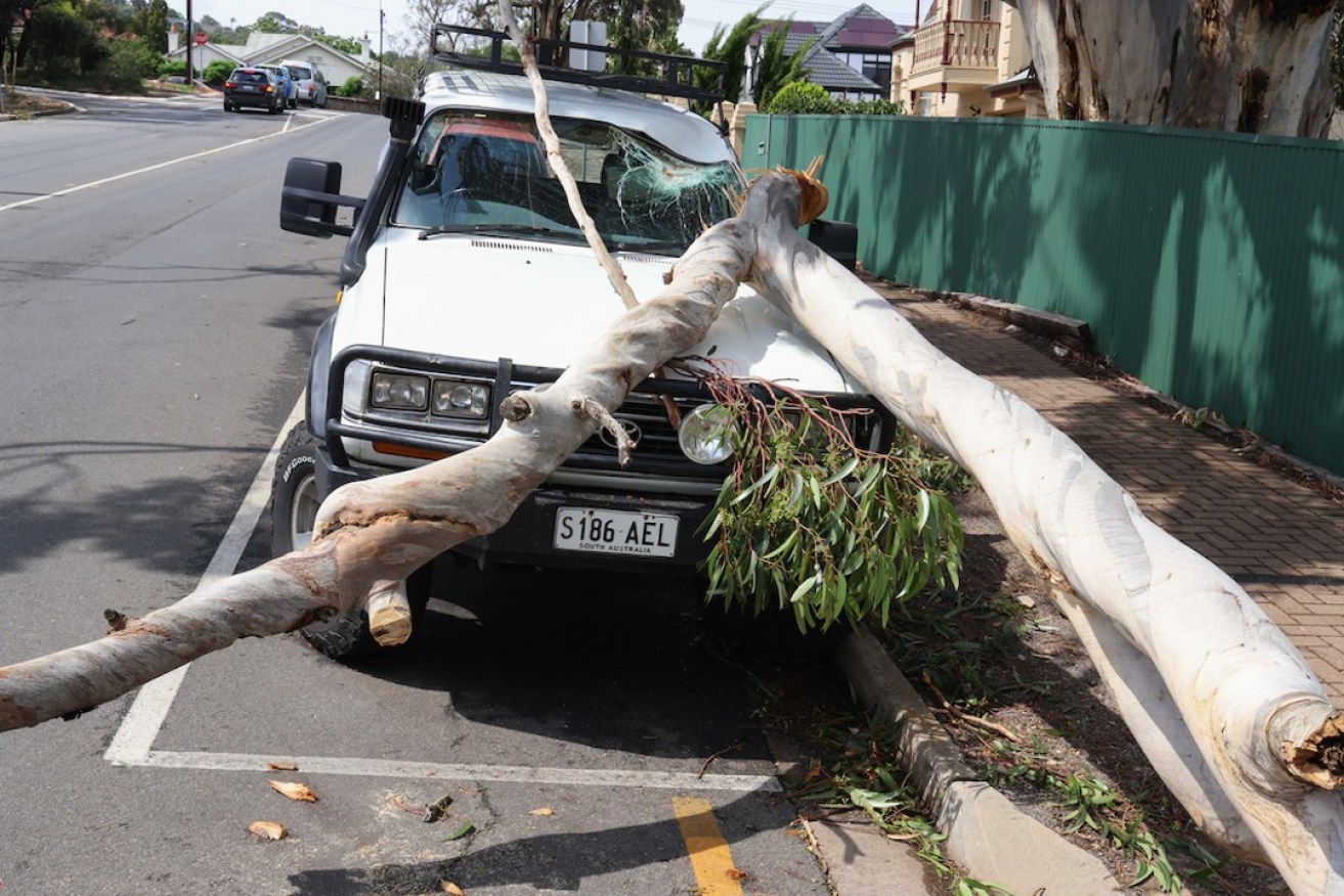 A fallen gum tree at Burnside. Photo: Tony Lewis/InDaily