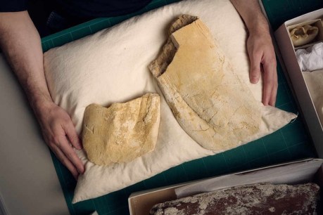 Oldest large baleen whale fossil found in South Australia