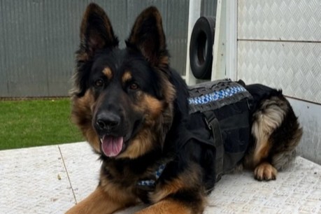 Police dog wins hide and seek overnight