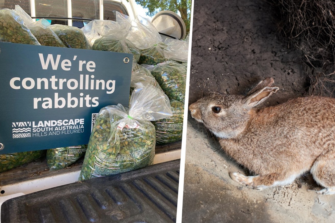Mount Barker District Council is preparing to release virus-treated carrots and make available poisoned carrots to reduce rabbit numbers. Photos: Landscape South Australia Hills and Fleurieu and Mount Barker District Council.