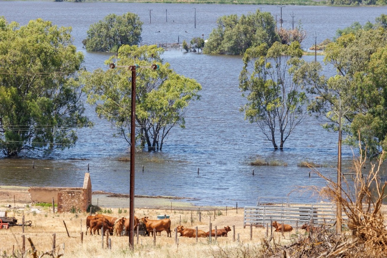 Cattle find dry ground after water inundates pastures in Mypolonga last year, wiping out kilometres of fencing. Photo: Tony Lewis/InDaily