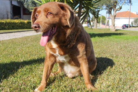 ‘World’s oldest dog’ record back on leash under inquiry