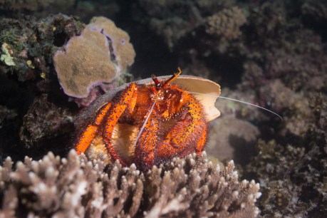 Fringe review: Ningaloo – Australia’s Other Great Reef