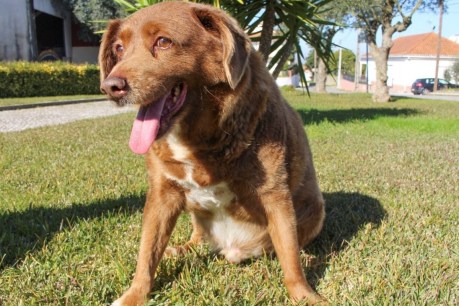 Bobi the Portugese hound stripped of ‘World’s Oldest Dog’ title
