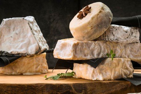 Vive le difference! Weird fungus holds the key to averting world cheese crisis