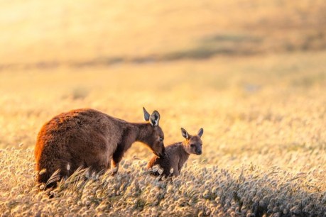 Why Kangaroo Island should top your travel list for a cool nature escape
