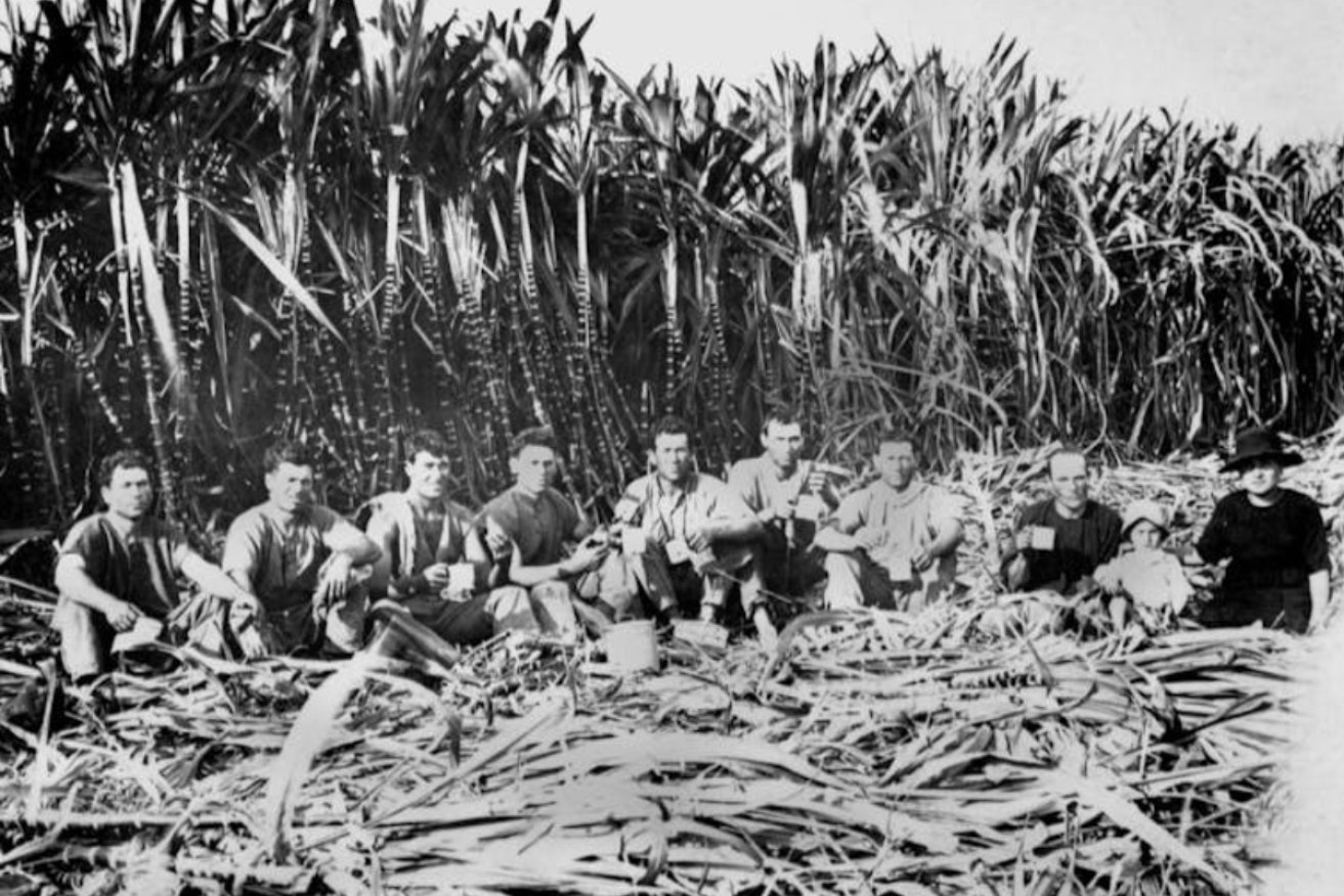 The tastes of Italian cane cutters in North Queensland started the global trend for a flat white. Photo: Wikimedia/State Library of Queelsand