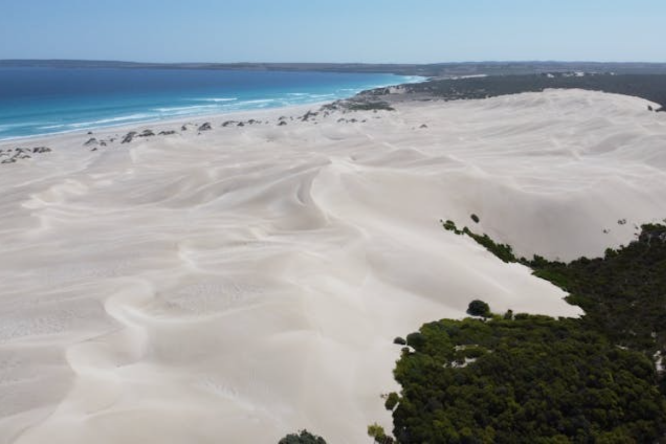 The Younghusband Peninsula dunes are marching inland at an incredible rate of 10 metres a year. Photo: Patrick Hesp