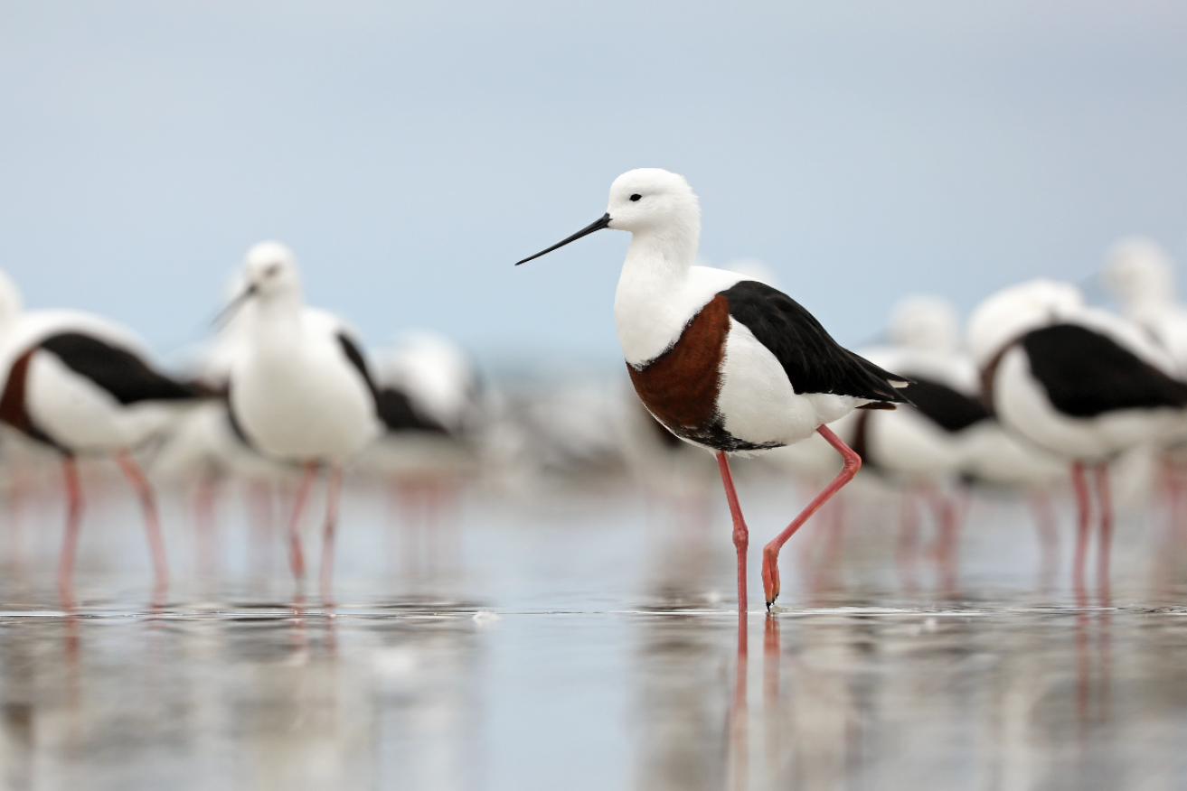 A Banded Stilt in the Coorong, is just one of the shorebirds the new fund is hoping to protect. Photo: Tom Hunt