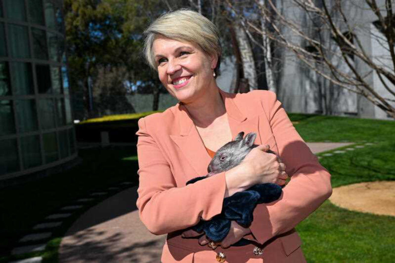 Australian Environment Minister Tanya Plibersek says Environment Information Australia will provide businesses with easier access to the latest environmental data. Photo: AAP/Lukas Coch