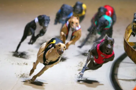 Govt not leaping out of box to appoint a greyhound racing inspector
