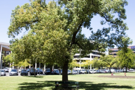 Are SA’s tree canopy targets tall enough?
