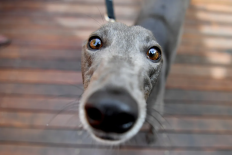SA greyhound racing inspector named
