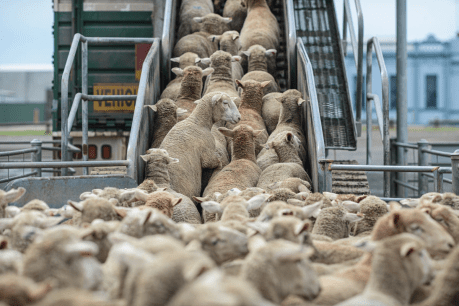 Live sheep export plan riles SA grain sector