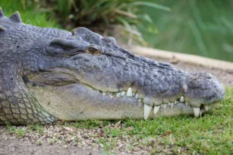 Crocodiles in hunters’ sights under Queensland plan