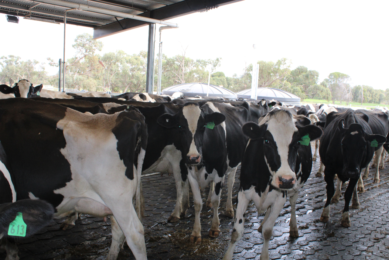 Inmates at the Cadell Training Centre milk about 110 cows each day. Photo: Christine Webster