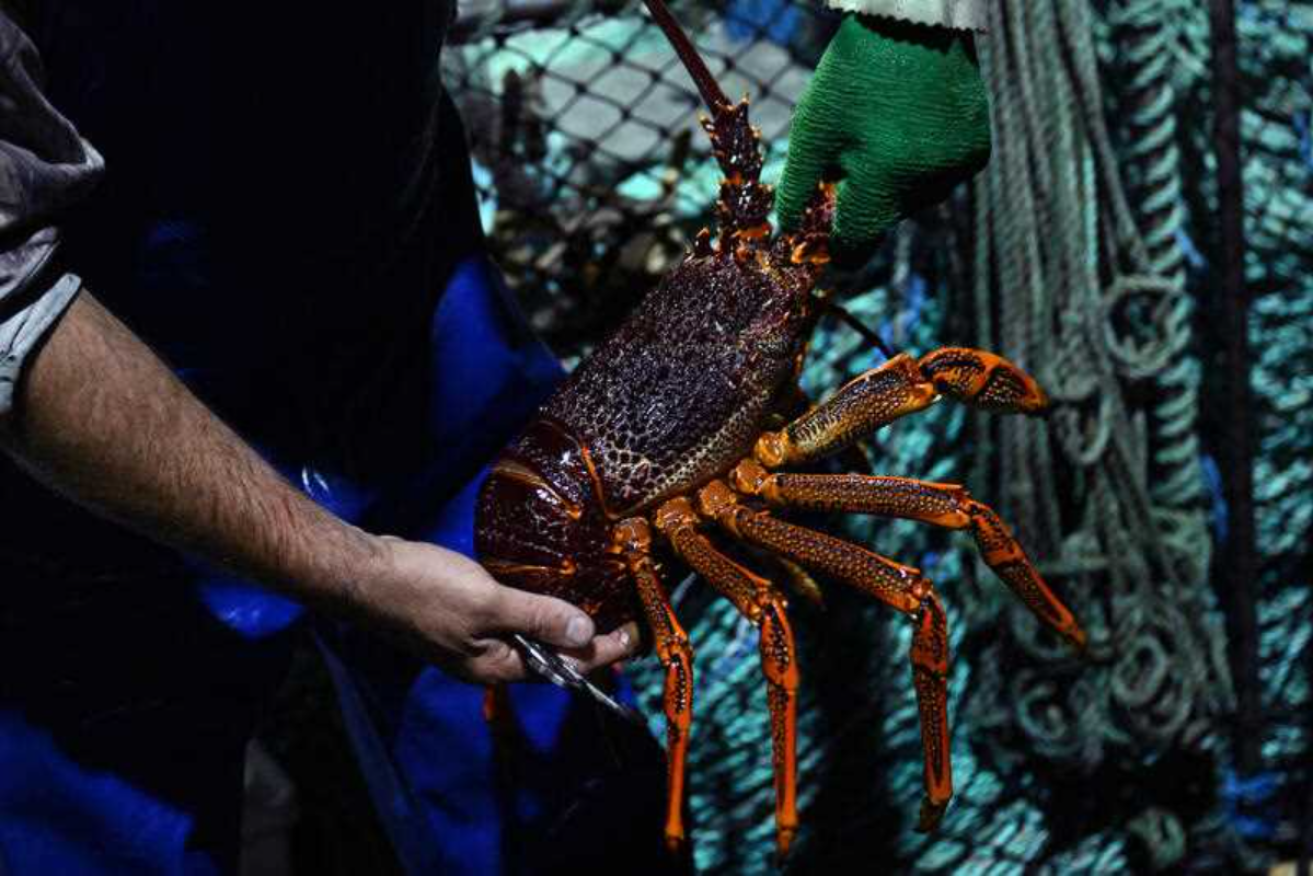 The rock lobster industry's revenue was between 50 to 60 per cent of its pre-pandemic levels because of the Chinese sanctions. Photo: James Ross/AAP