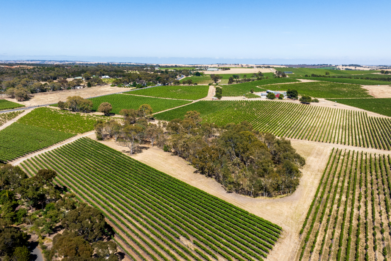 Seppeltsfield has acquired a 230 acre Lyndoch vineyard from listed wine business Australian Vintage. Photo: Supplied.