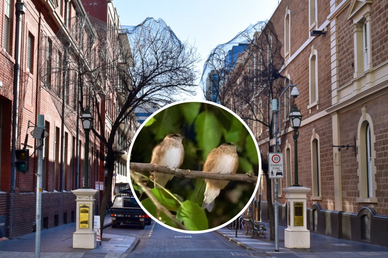 Leigh Street trees have been netted to deter flocks of tree martins. Main photo: Helen Karakulak/InDaily