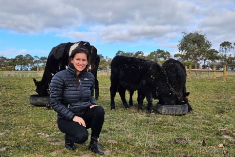 The SA start-up improving cattle genetics