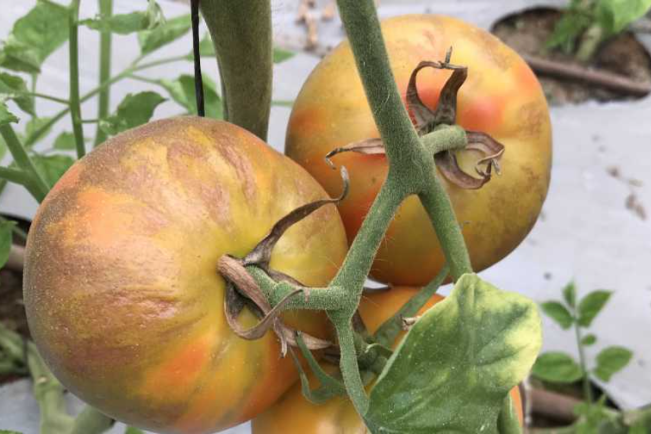 A new type of tomato virus was detected in the Adelaide Plains recently. Photo: Growing Produce