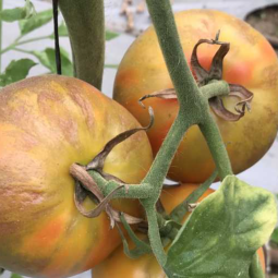 <p>A third case of the contagious tomato virus which last week led to domestic and international bans on South Australian tomato exports has been detected.</p>
