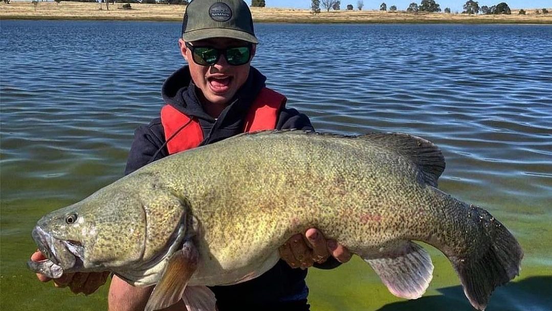 Giant Murray Cod caught in SA reservoirs | SA Water | InDaily