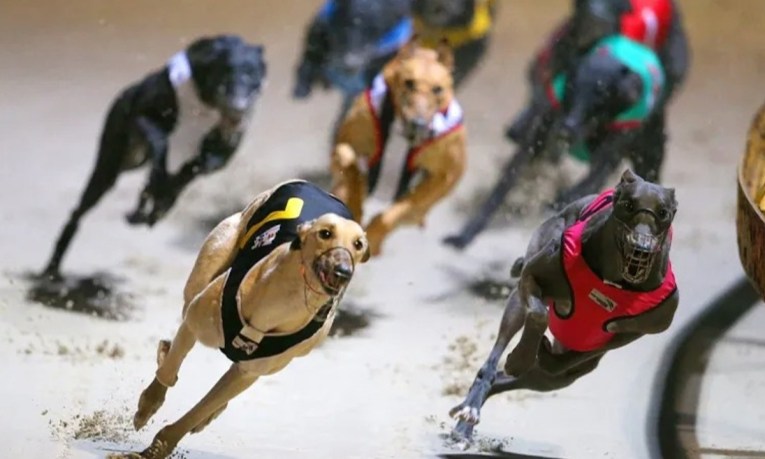 Greyhound racing