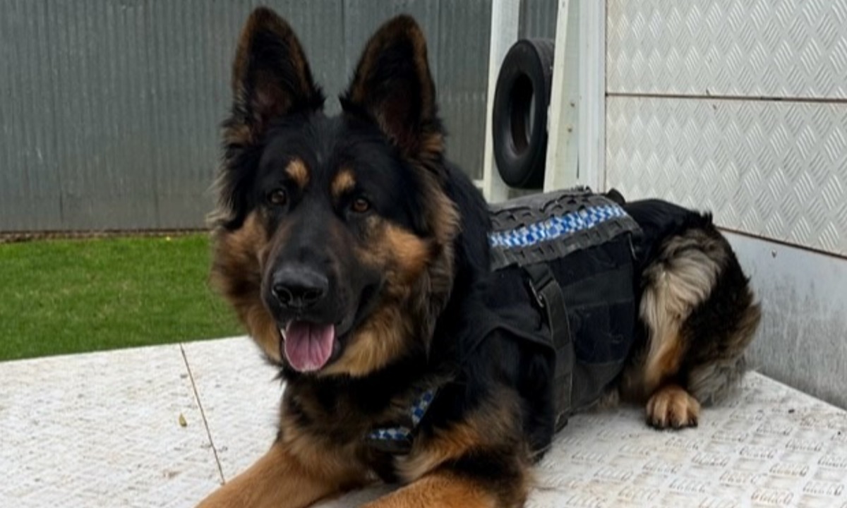 Police Dog Wins Hide And Seek Overnight - Indaily