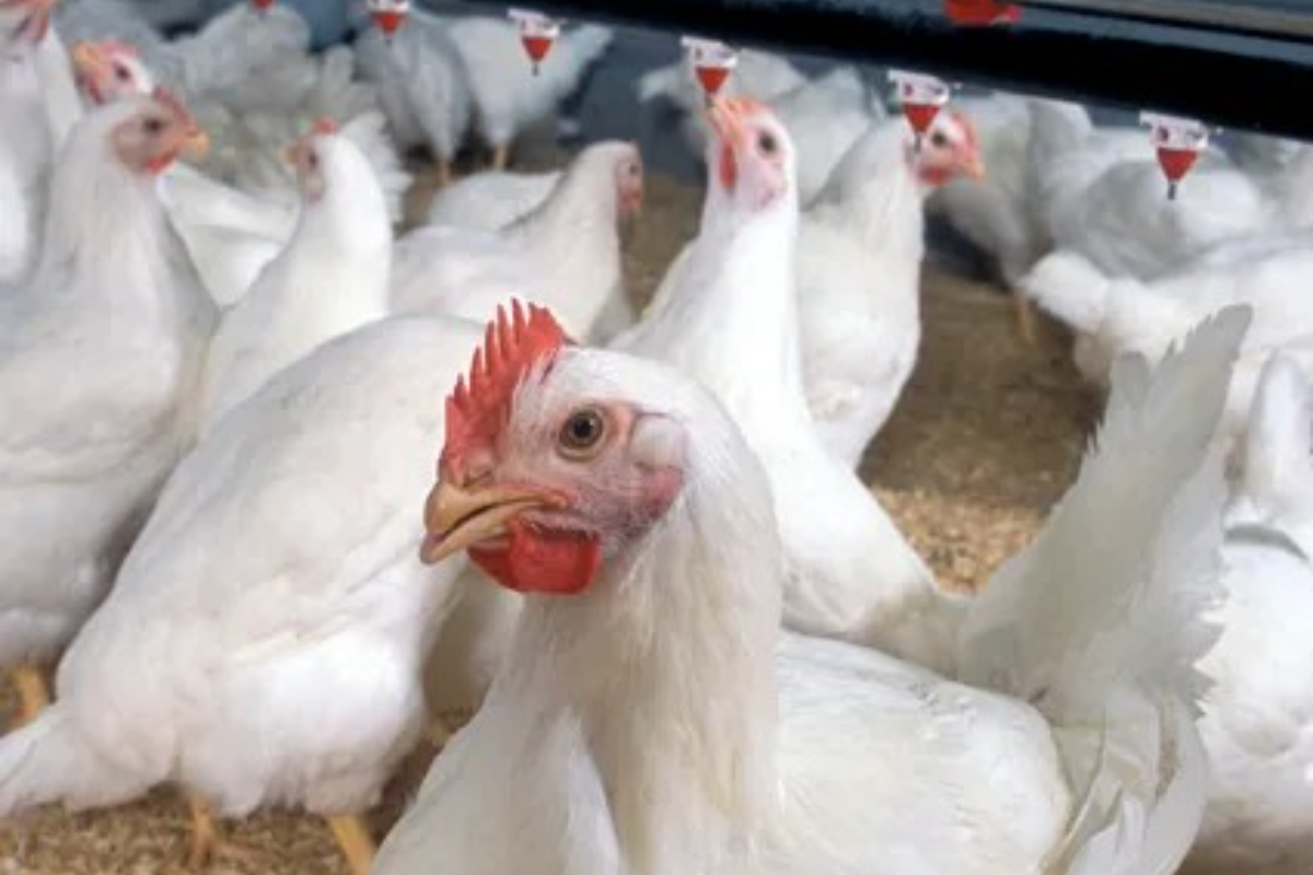 Bird flu spreads to sixth Victorian farm – InDaily