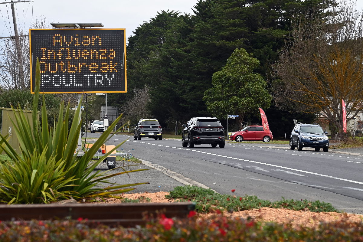 Bird flu outbreak spreads – InDaily